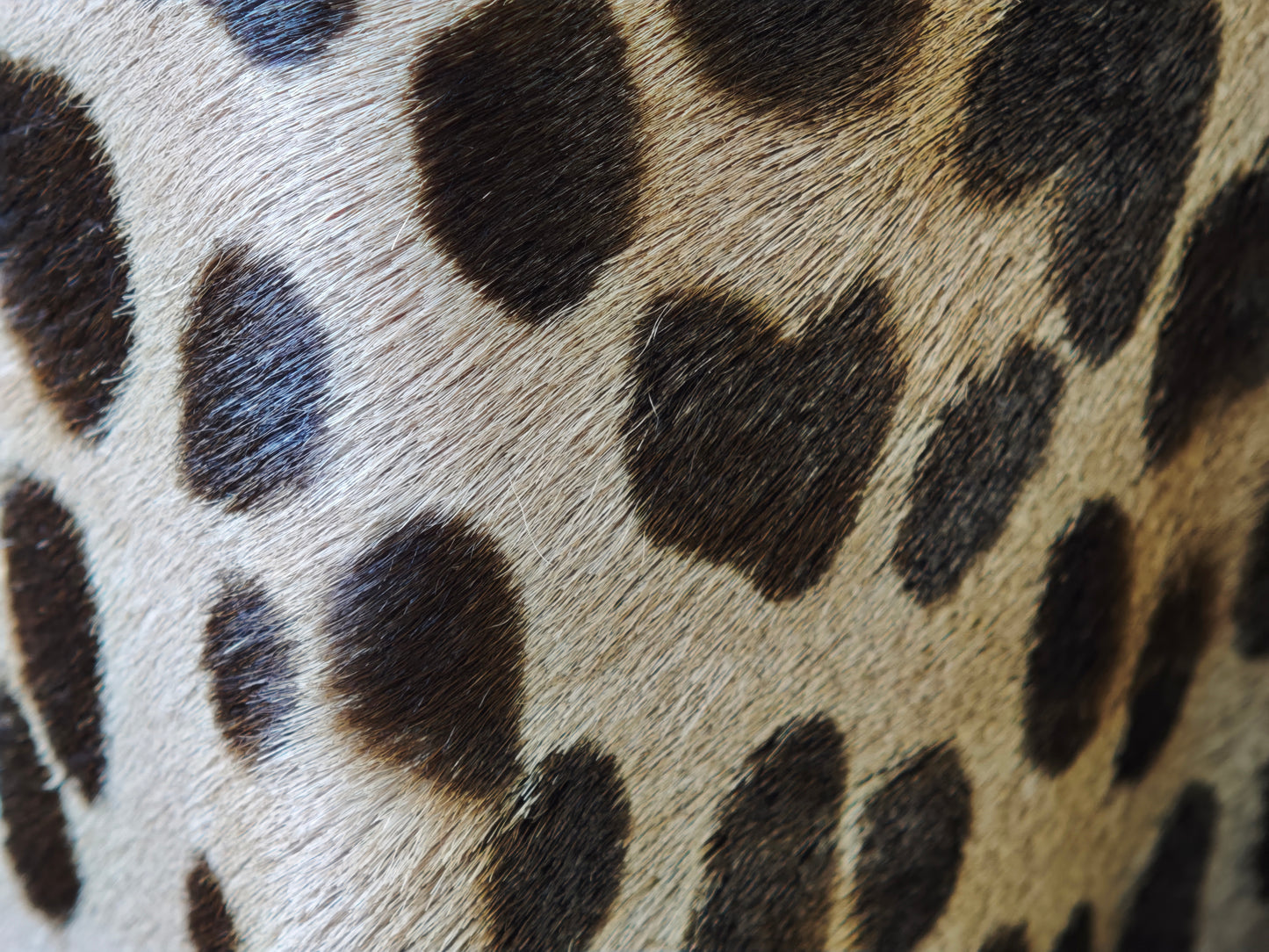 Leopard pony hair jacket