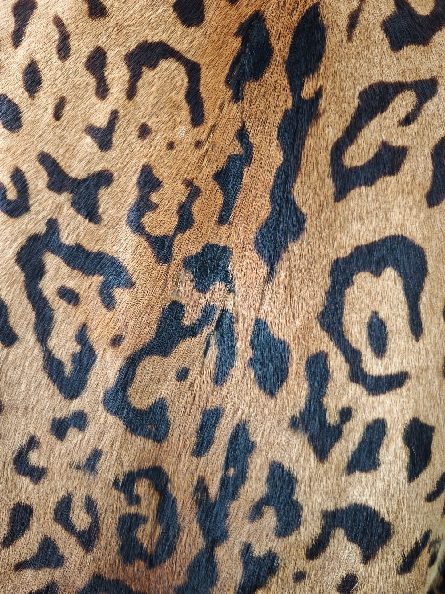 Hair on leopard coat